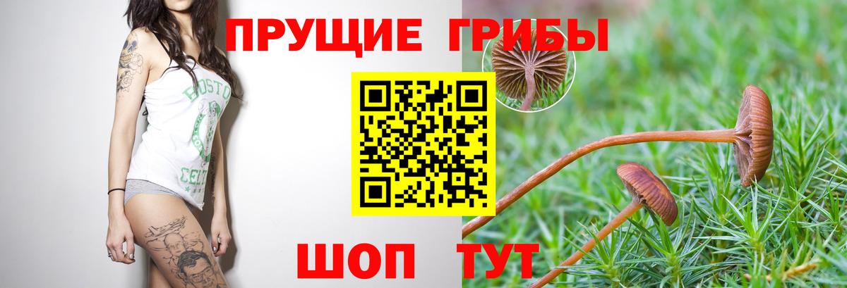 где можно купить   Вход с VPN  Галлюциногенные грибы Cubensis  Сокол  Псилоцибиновые грибы Cubensis 